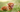 Toller hond: alles over de Nova Scotia Duck Tolling Retriever