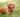 Toller hond: alles over de Nova Scotia Duck Tolling Retriever