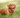 Toller hond: alles over de Nova Scotia Duck Tolling Retriever