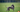 Whippet hond: bankhanger én sprintkampioen. Alles over karakter en verzorging