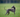 Whippet hond: bankhanger én sprintkampioen. Alles over karakter en verzorging