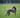 Whippet hond: bankhanger én sprintkampioen. Alles over karakter en verzorging