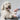 Mikki Doodle Grooming Kit Met Kam En Slickerborstel