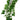 Komodo Philodendron Plant