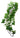 Komodo Philodendron Plant
